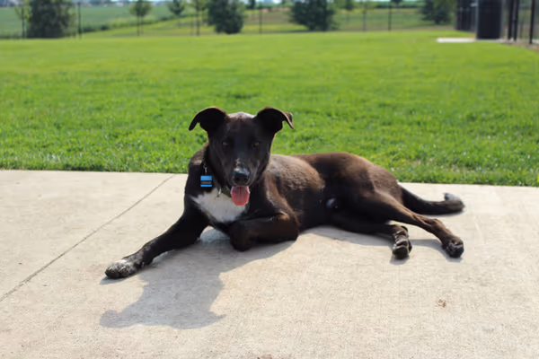 Shepard Dog Park photo 2